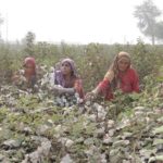 Climate change will force Pakistan’s poor farmers out of work — unless they get help